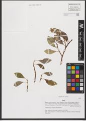 Foto von Salix L.